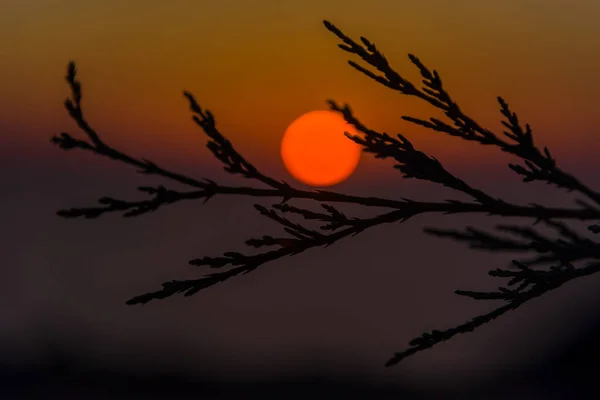 Atardecer Increíble Con Delgadas Ramas Esponjosas — Foto de Stock