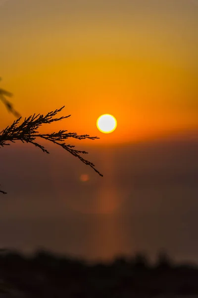 Apus Soare Uimitor Ramuri Pufoase Subțiri — Fotografie, imagine de stoc