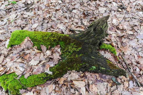 Sonbahar Ormanı çayırında yeşil yosun ile kaplı eski ağaç