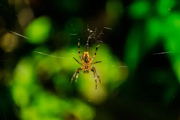 Toile Araignée Magique Avec Araignée Sur Fond Flou — Photo