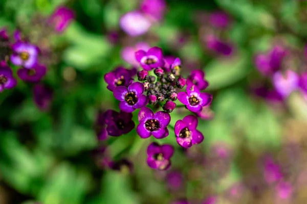 Nahaufnahme Von Erstaunlichen Bunten Blühenden Blumen — Stockfoto