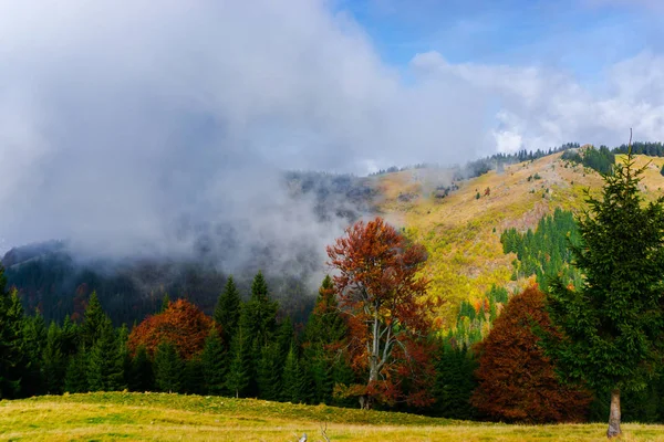 Increíble Vista Naturaleza Con Árboles Cielo Nublado Fondo —  Fotos de Stock