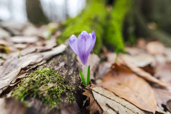 Närbild Fantastiska Färgglada Vinter Blommande Blomma — Stockfoto