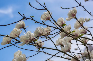 Şaşırtıcı ihale çiçek açan çiçekler yakın çekim