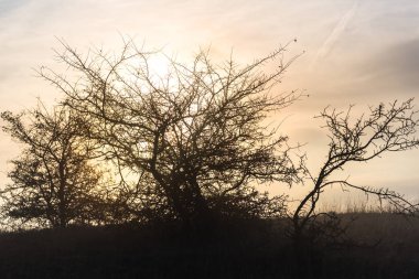 güzel günbatımı gökyüzü ve çalı dalları 