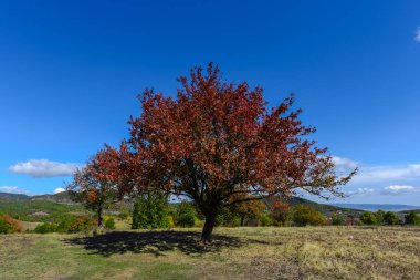 Kırmızı foliaged ağacı doğal görünümünü tarih Pzr çayır ışıklı