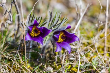 Şaşırtıcı ihale çiçek açan çiçekler yakın çekim