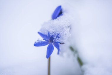 Karla kaplı orman zeminine erken ilkbaharda büyüyen vahşi çiğdem çiçek
