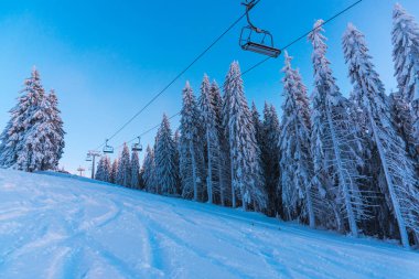 Çam ağaçları ve bulutlu gökyüzü arka plan şaşırtıcı doğa manzaralı