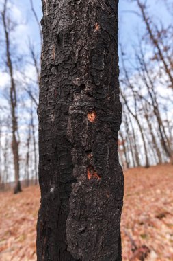 Orman çayır üzerinde şaşırtıcı doğa görünümü