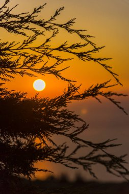 İnce tüylü dalları ile şaşırtıcı günbatımı