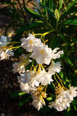 İnanılmaz renkli çiçek açan çiçekler yakın çekim 