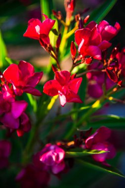İnanılmaz renkli çiçek açan çiçekler yakın çekim 