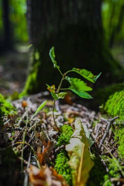 İlkbaharda ormanın içinde
