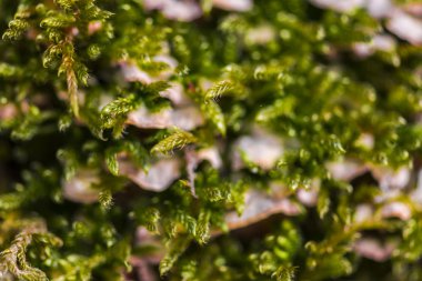 Bulanık arka plan seçici odağında kalıp