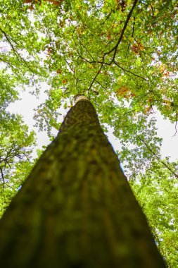 Sonbahar Ormanı çayırında eski ağacın alt görünümü