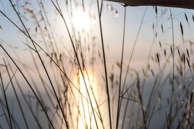 Arka planda bulanık gün batımı ile çavdar