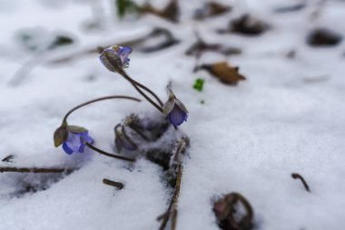 İnanılmaz renkli çiçek açan çiçekler yakın çekim