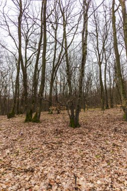Sonbahar orman çayırı üzerinde yeşil yosun ile kaplı eski ağaçlar
