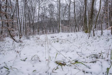 Karla kaplı çıplak ağaçlar ve dalları kış orman