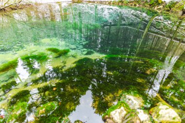Ormanda nehir yüzeyine yansıma