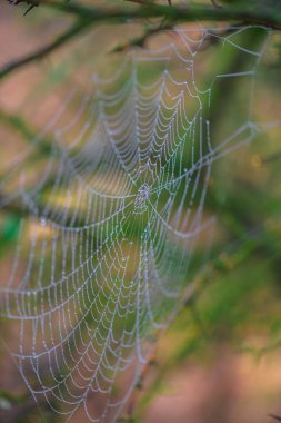 Örümcek ağı seçici odak 