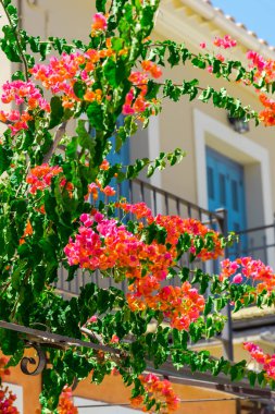 pembe çiçek açan ağaç ev balkon tarafından
