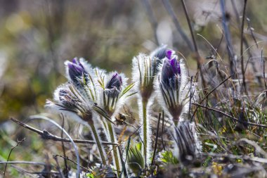 Şaşırtıcı ihale çiçek açan çiçekler yakın çekim