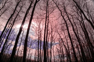 Ormanda sonbahar ağaçları.