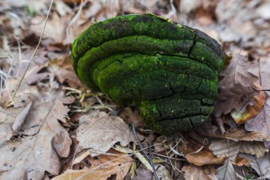 Bulanık arka plan seçici odağında kalıp