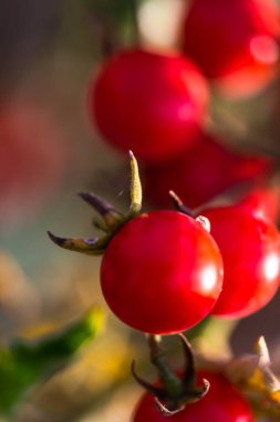 Bulanık arka planda kiraz domates yakın