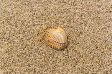 deniz kabukları üzerinde sahil kumu