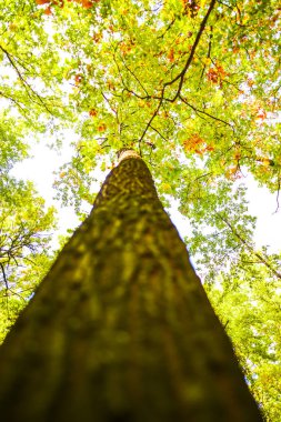 Yeşil Orman ağaçları ile düşük açılı görünüş