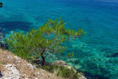 tepeler de büyüyen ağaç ve deniz suyu 