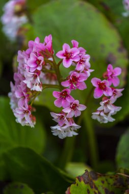 Şaşırtıcı ihale çiçek açan çiçekler yakın çekim