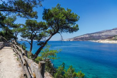tepelerde ve deniz suyunda büyüyen ağaçlar 