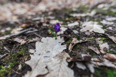 İnanılmaz renkli kış çiçek açan çiçek yakın çekim
