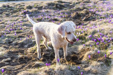 Sevimli beyaz köpek yavrusu orman çayır üzerinde