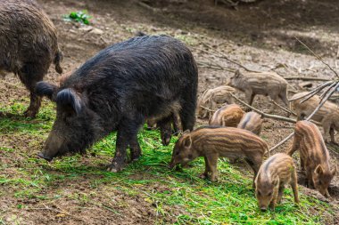 Komik küçük domuzu orman çayır üzerinde
