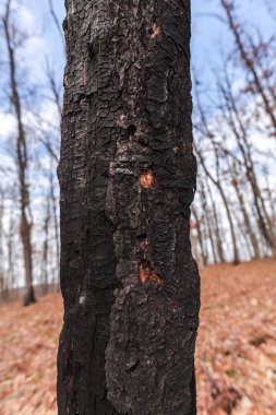Orman çayır üzerinde şaşırtıcı doğa görünümü