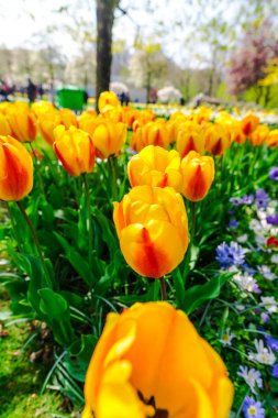 İnanılmaz renkli çiçek açan çiçekler yakın çekim 