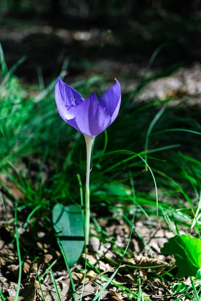 Närbild Fantastiska Anbud Blommande Blommor — Stockfoto