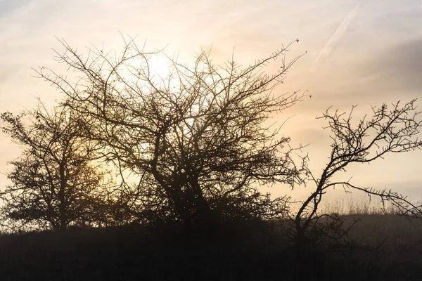 güzel günbatımı gökyüzü ve çalı dalları 