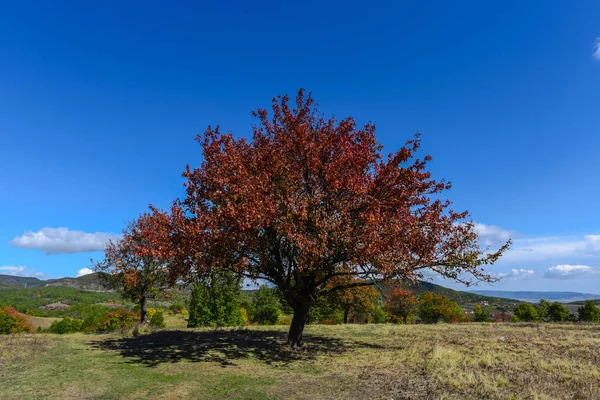 Kırmızı foliaged ağacı doğal görünümünü tarih Pzr çayır ışıklı