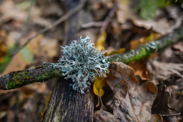 Enfoque Selectivo Rama Del Árbol Suelo Con Hojas Caídas — Foto de Stock