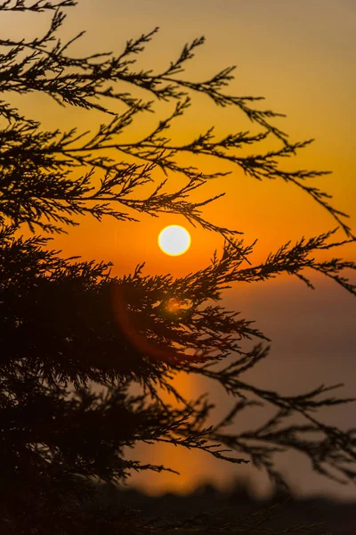 Pôr Sol Incrível Com Ramos Macios Finos — Fotografia de Stock