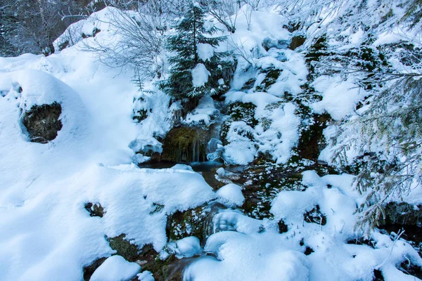 Verschneiter Wald Winter — Stockfoto