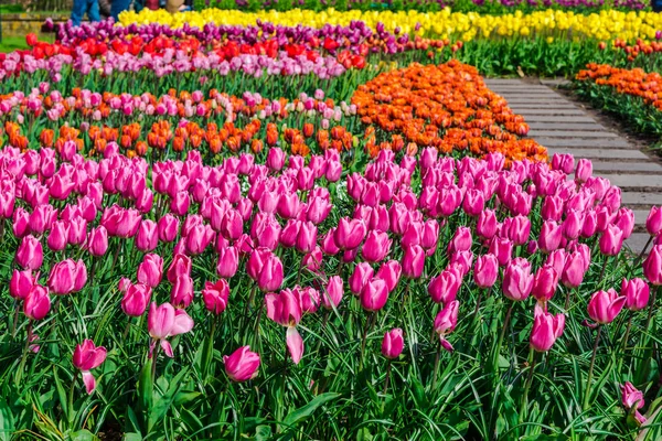 Nahaufnahme Von Erstaunlichen Bunten Blühenden Blumen — Stockfoto