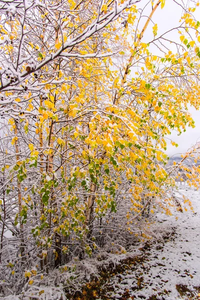 令人惊叹的自然景观与雪树和多云的天空背景 — 图库照片