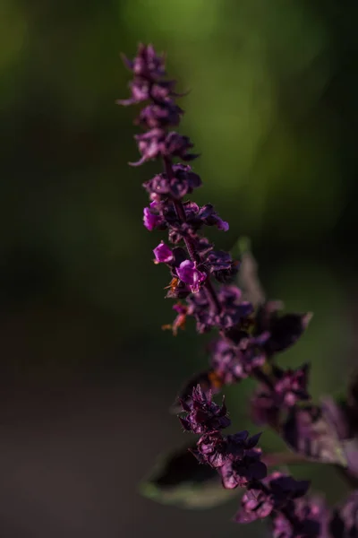 紫色开花花的特写 — 图库照片